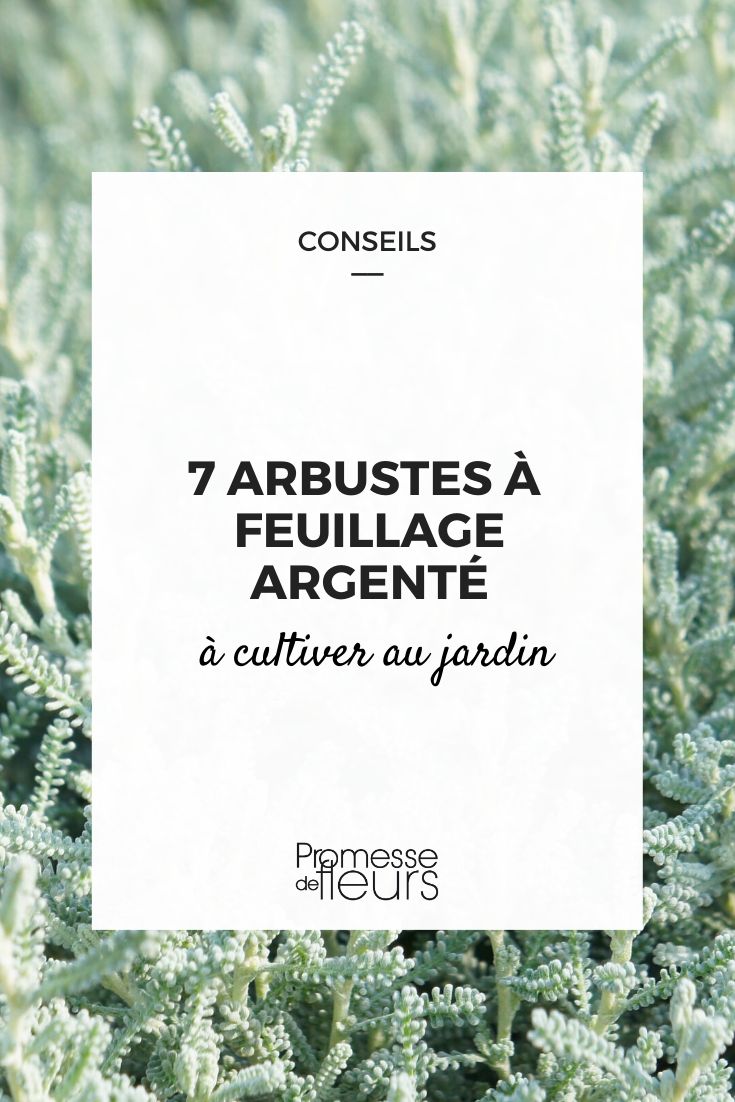 arbustes à feuilles argentées