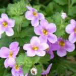 Bacopa : planter, cultiver, entretenir