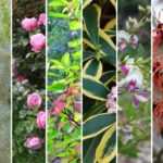 Rétrospective 2019 : les plantes préférées de l'équipe de rédaction