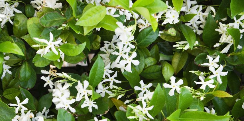 jasmin etoile