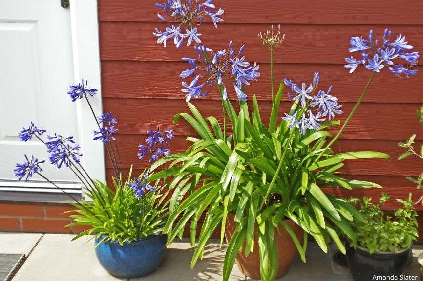hiverner les agapanthes