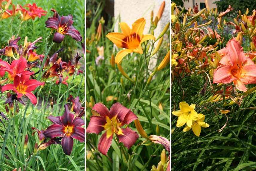 associer les hémérocalles