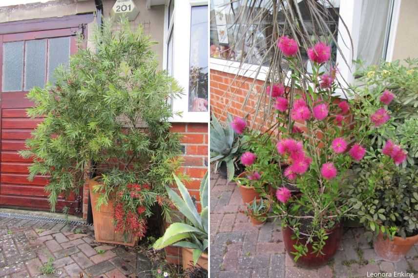 protéger le callistemon en hiver