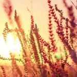 Salicaire, Lythrum : planter, entretenir