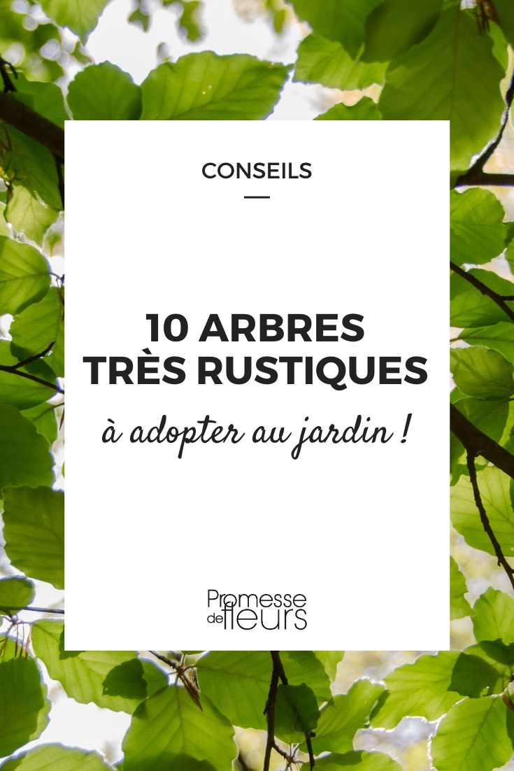 10 arbres très rustiques pour tous les jardins