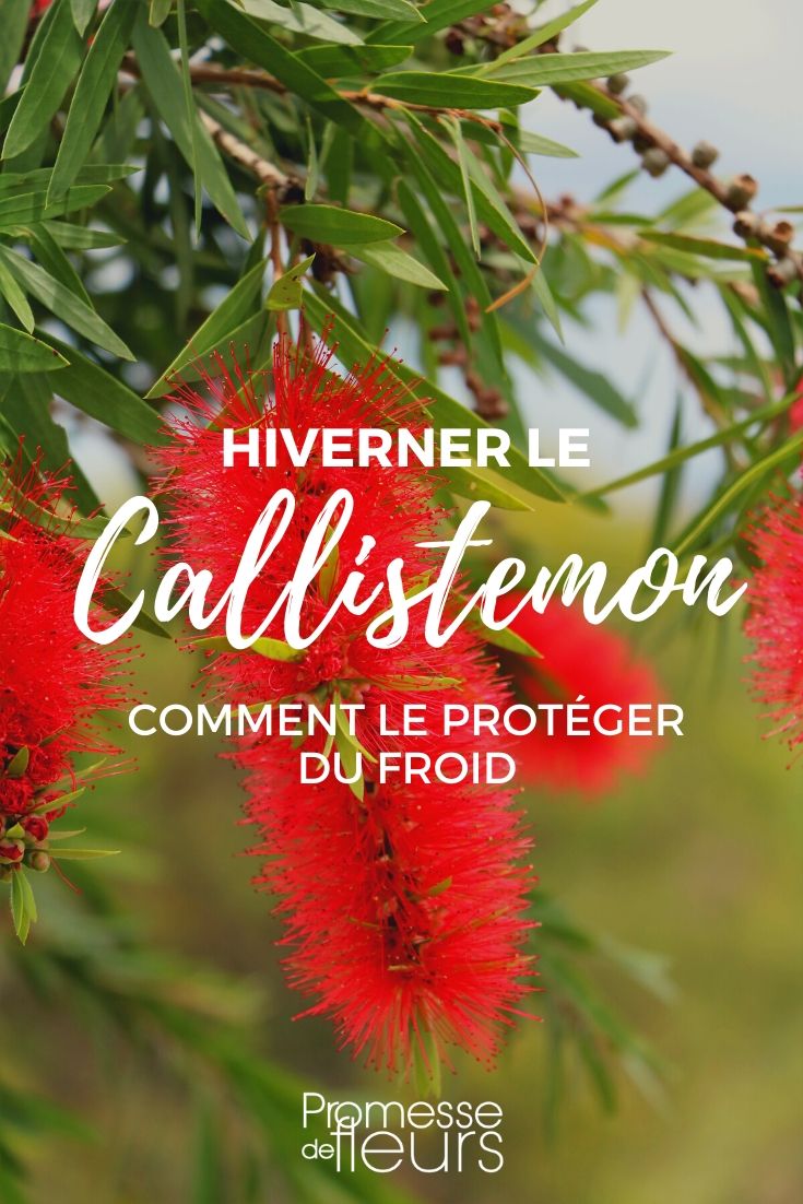 Callistemon : comment le protéger du froid en hiver ?