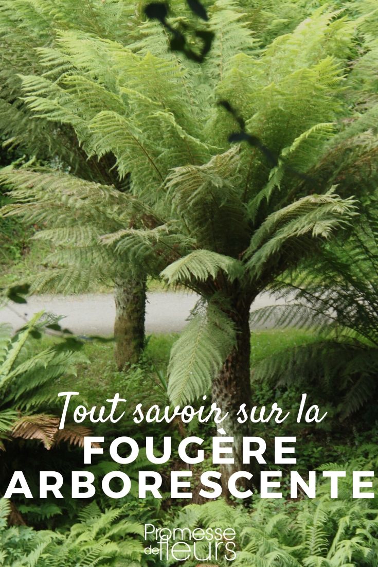 fougère arborescente tout savoir