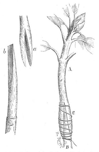 greffe à cheval ou en fente inversée