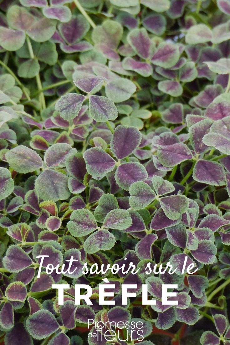 trifolium tout savoir
