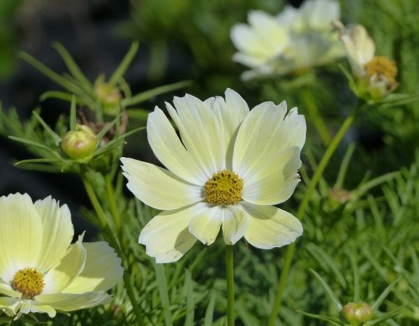 6 nouvelles annuelles en mini-mottes pour des jardinières fleuries originales et à petits prix