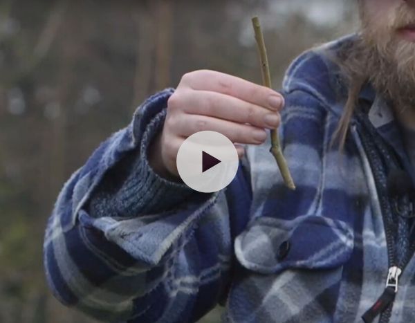 La bouture sur bois sec