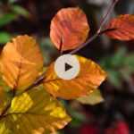 Feuillage caduc, persistant, marcescent... Tout savoir !