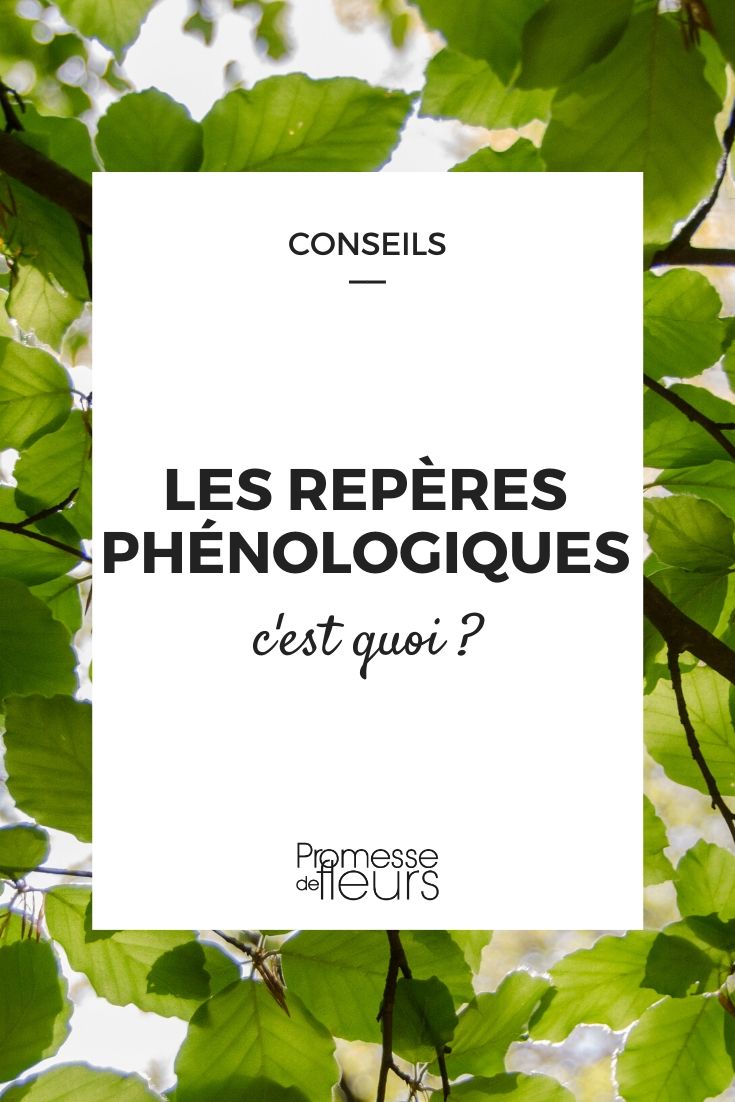 les repères phénologiques, c'est quoi ?