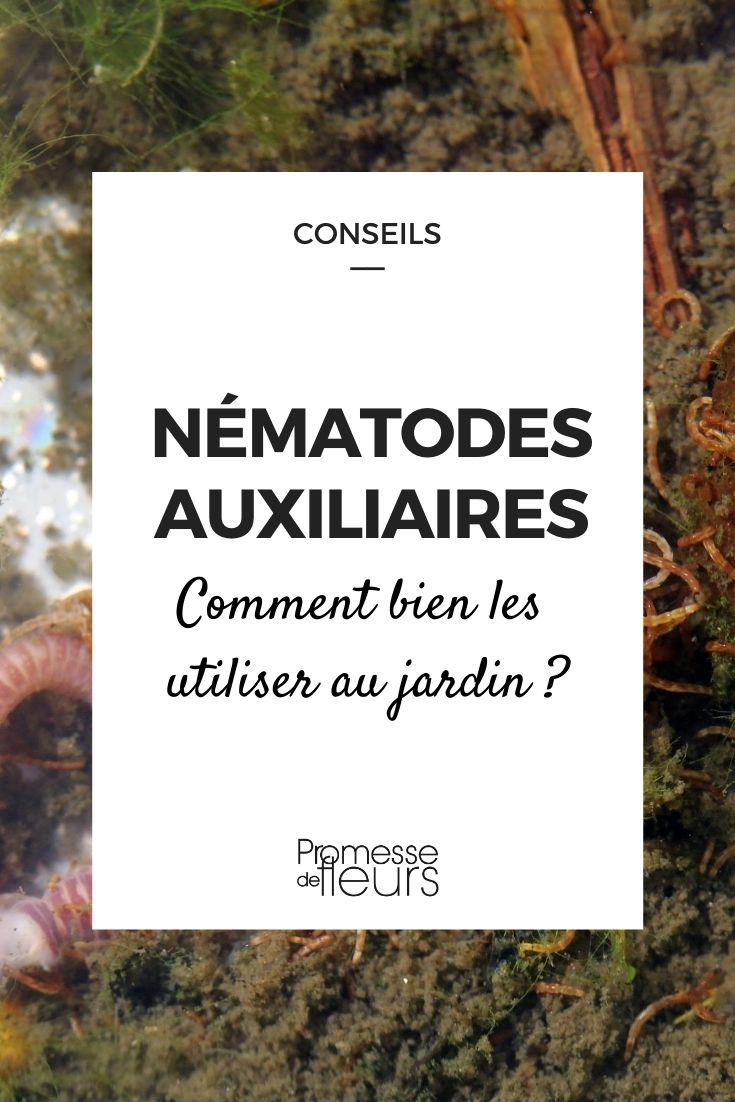Nématodes auxiliaires : comment bien les utiliser au jardin ? Nos conseils