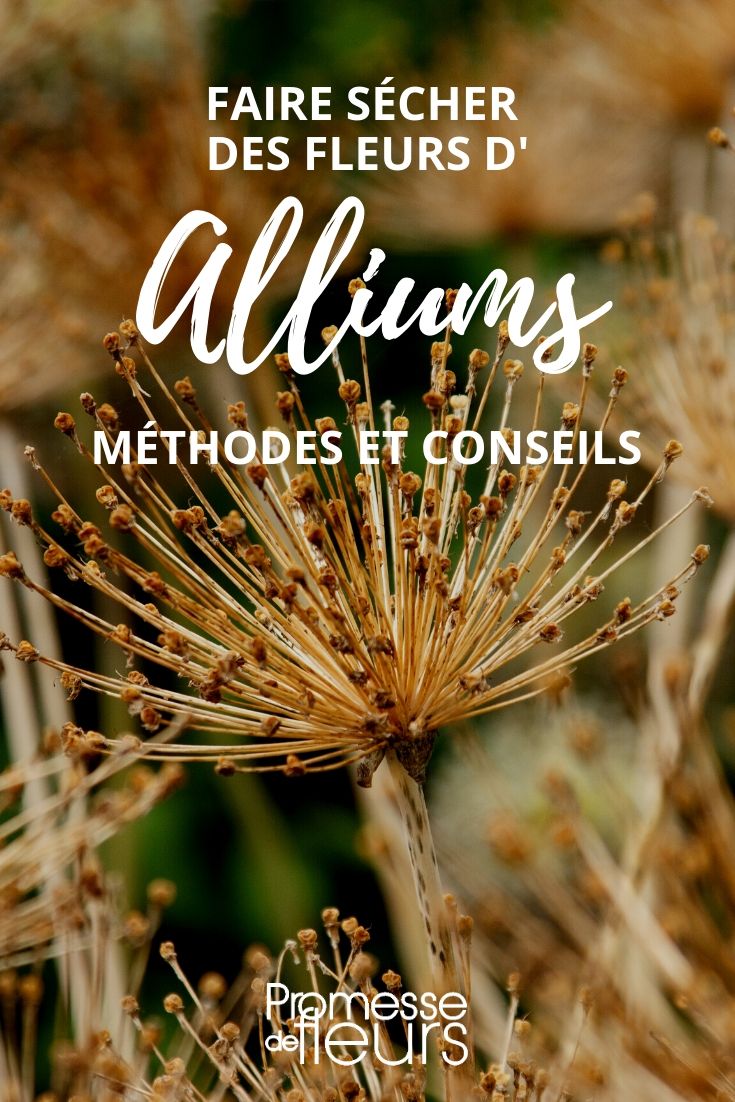comment sécher des alliums ? nos conseils