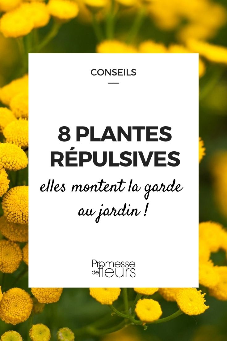 8 plantes répulsives