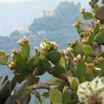 Comment planter des cactus au jardin ?