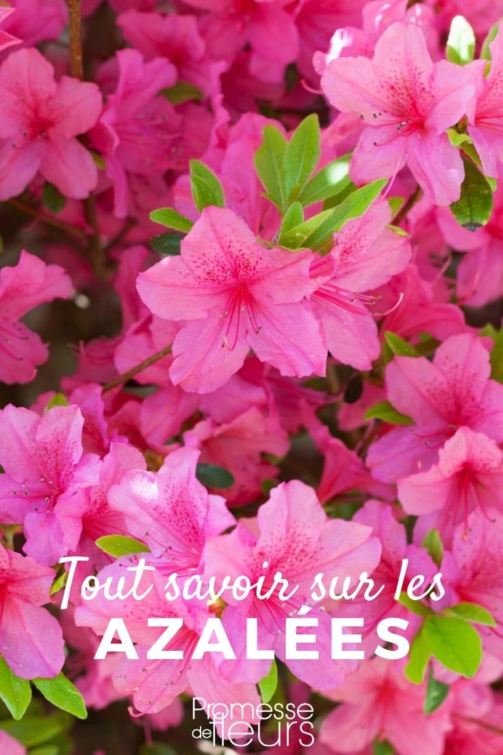 azalea tout savoir