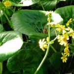 Farfugium japonicum : planter, cultiver et entretenir