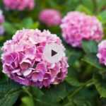 Visite du Parc de La Feuillerie : les coups de coeur de Palick