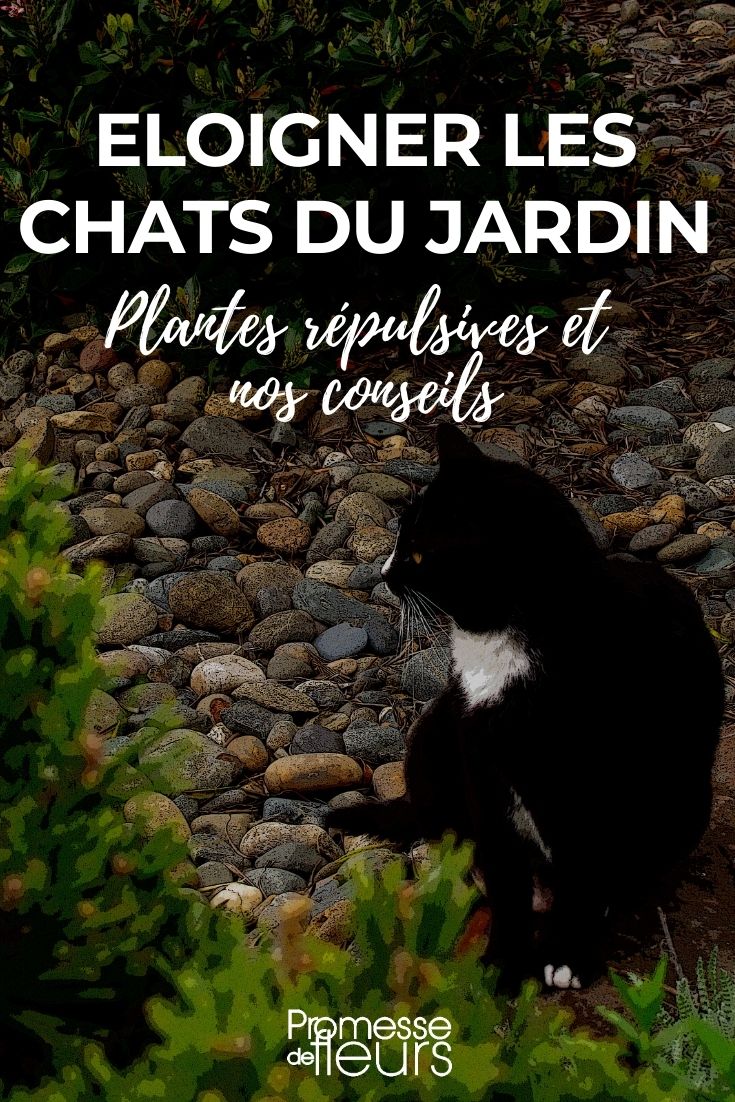 plantes répulsives pour éloigner les chat du jardin