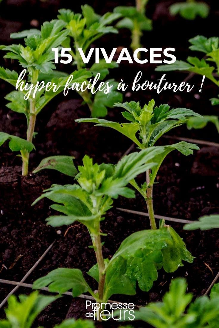 Notre sélection de 15 plantes vivaces très faciles à bouturer