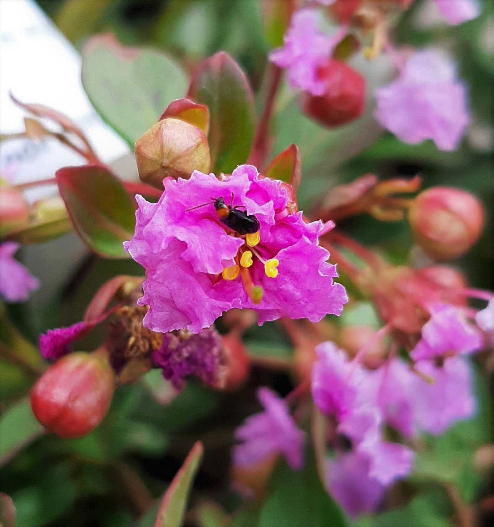 Zéro produit phyto chez Promesse de Fleurs : la preuve en image !