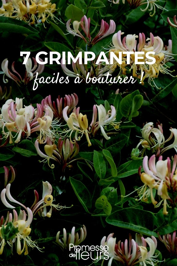 Notre sélection de 7 plantes grimpantes faciles à bouturer