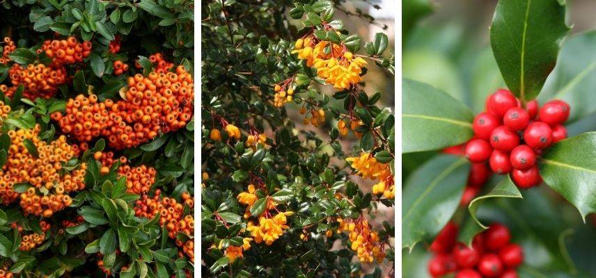 Arbustes persistants pour haie défensive