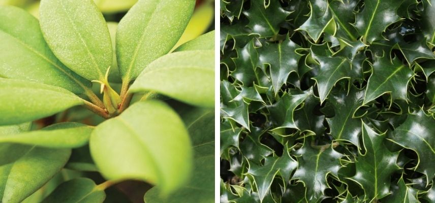 Feuillages persistants coriaces et épineux