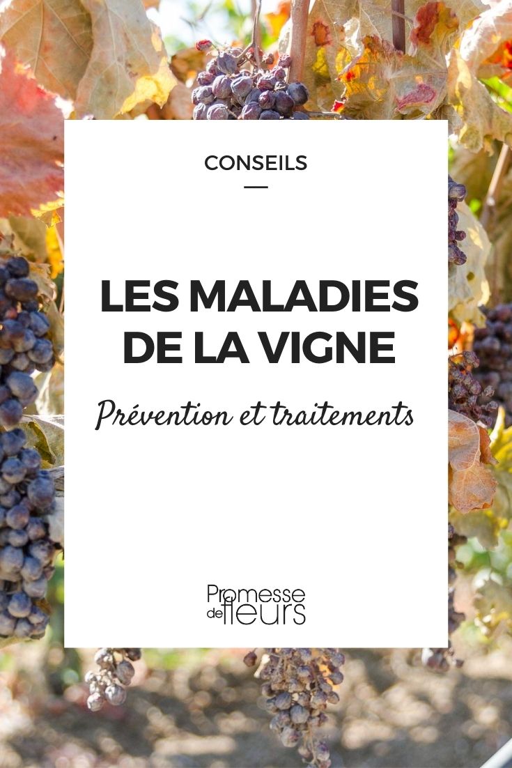 maladie de la vigne
