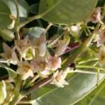 Holboellia (Goufla, Vigne Bleue de Chine) : plantation, culture, entretien