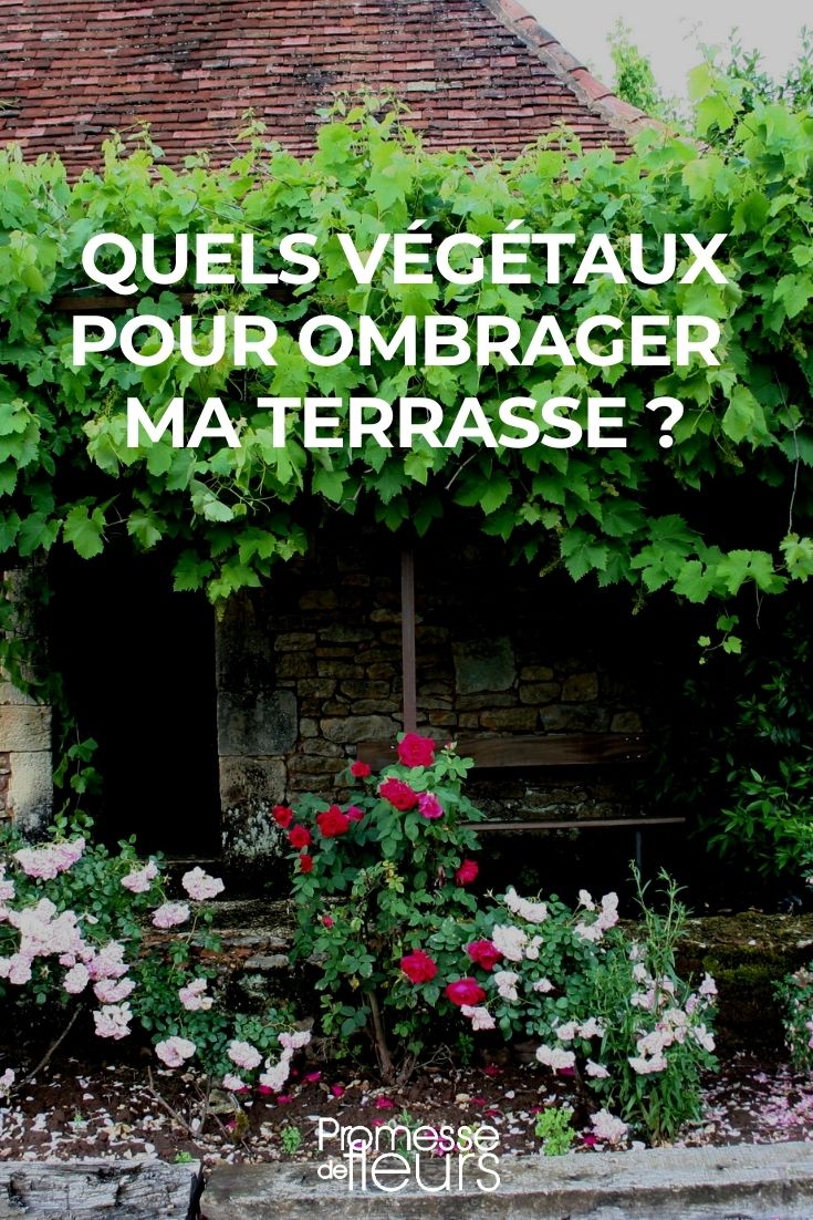 ombrage terrasse _ quels végétaux choisir ?