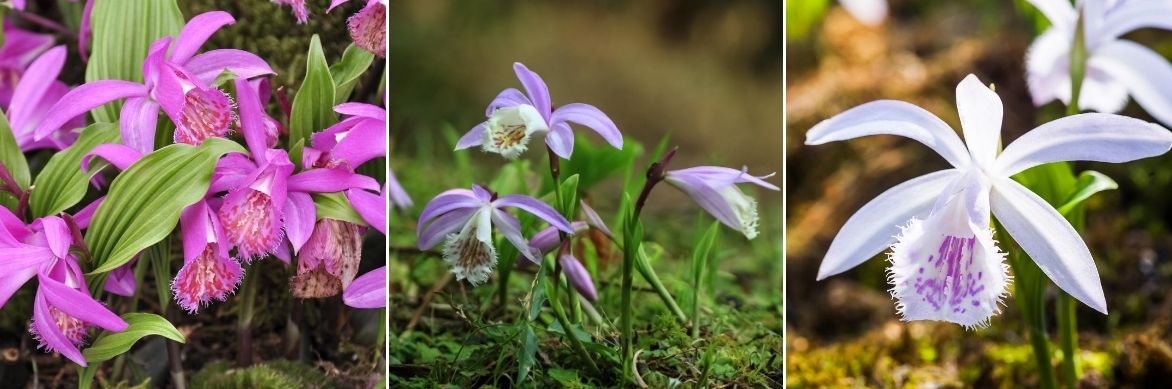 Orchidée de jardin, pleione