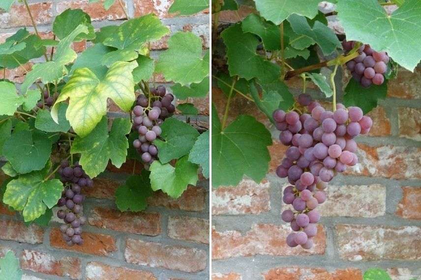Vigne rustique fragola nera