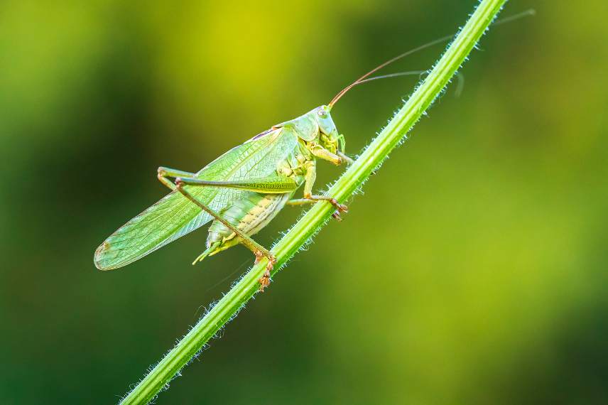 sauterelle verte