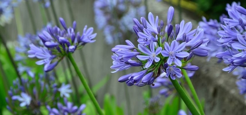 plantes pour jardin minéral