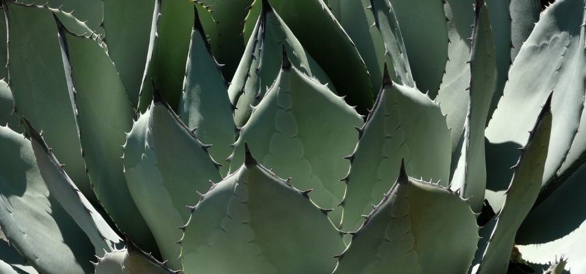 plantes pour jardin minéral