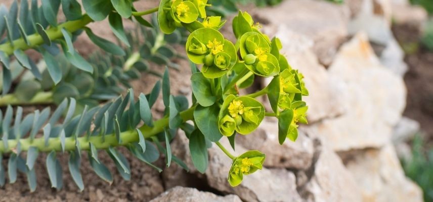 plantes pour jardin minéral