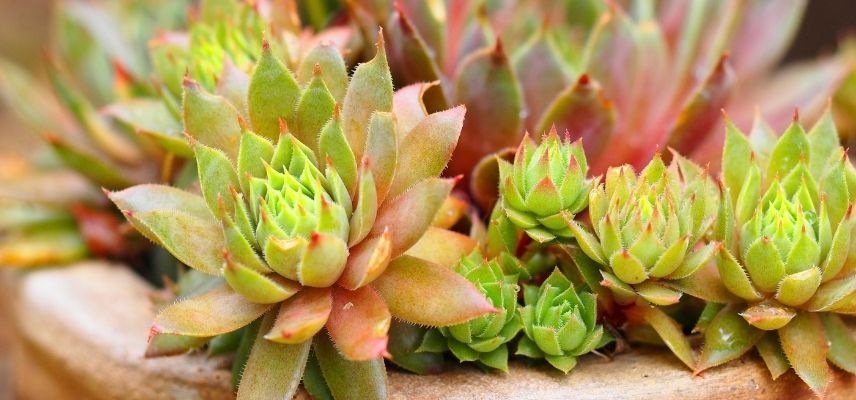 plantes pour jardin minéral