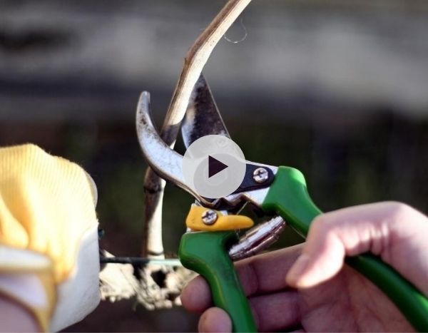 Comment tailler un pied de vigne ?