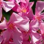 Quand et comment faire des boutures le laurier rose ?