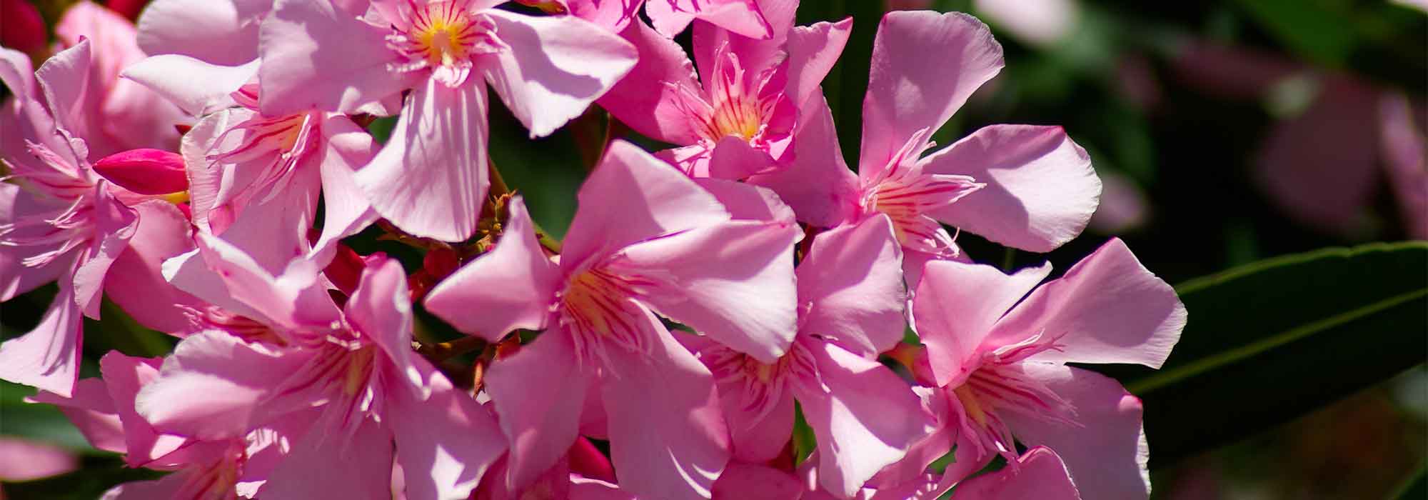 Quand et comment faire des boutures le laurier rose ?