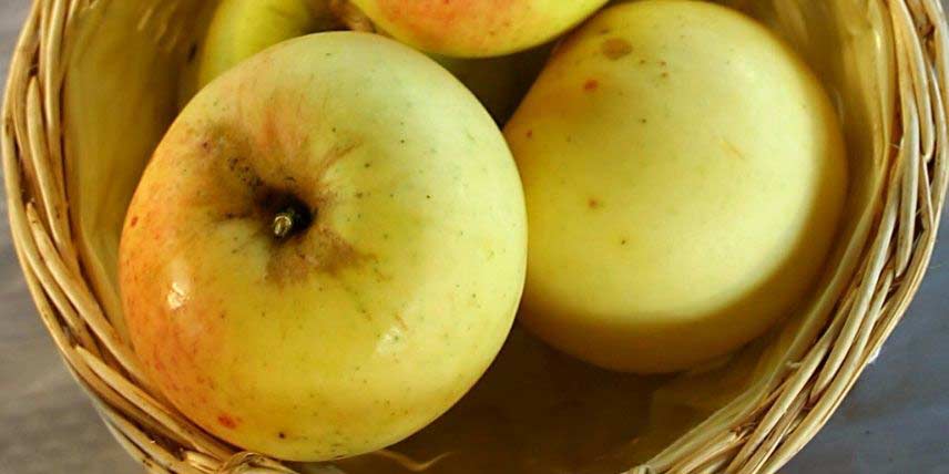 Les pommes de la variété Transparente de Croncels