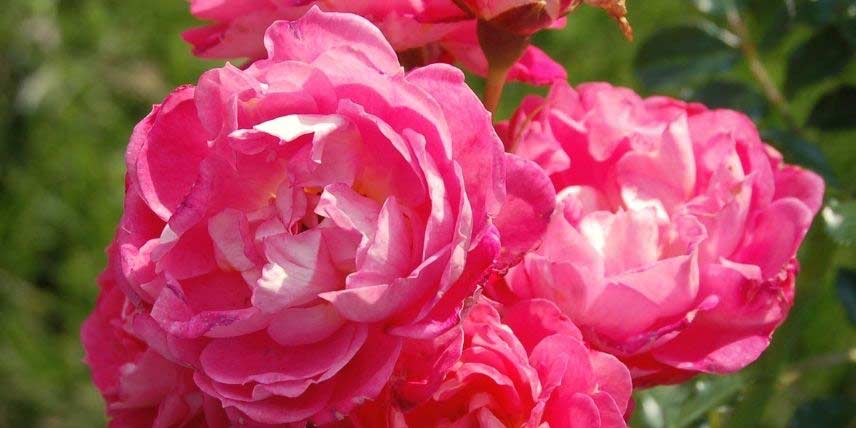 Les fleurs doubles, roses, du rosier 'Charmant'