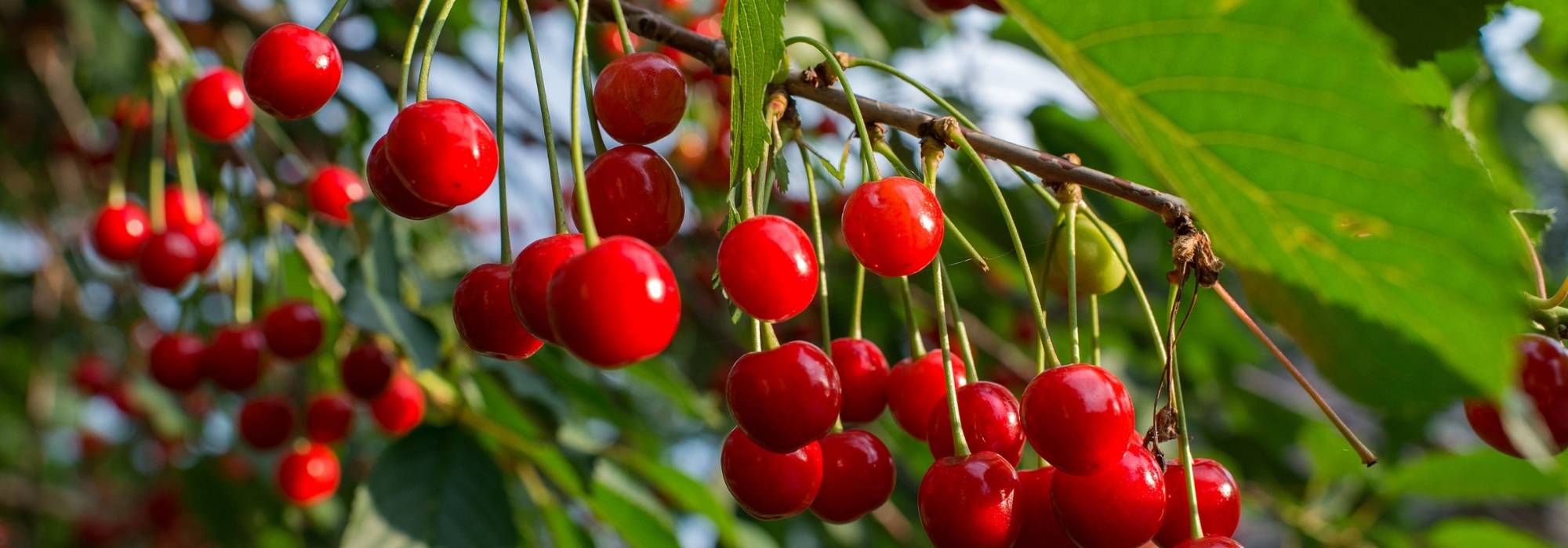 Les meilleures variétés de cerises pour un cerisier productif