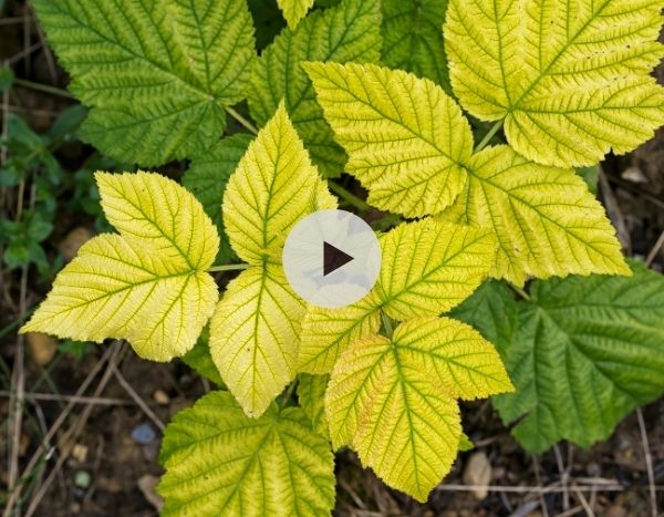 Comment lutter contre la chlorose ?