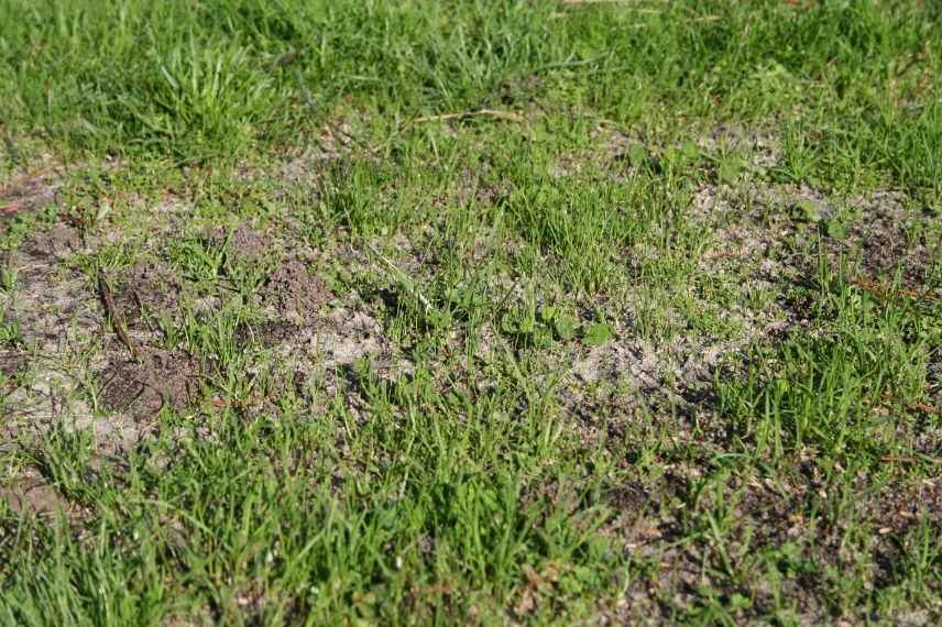 Comment regarnir un gazon ?