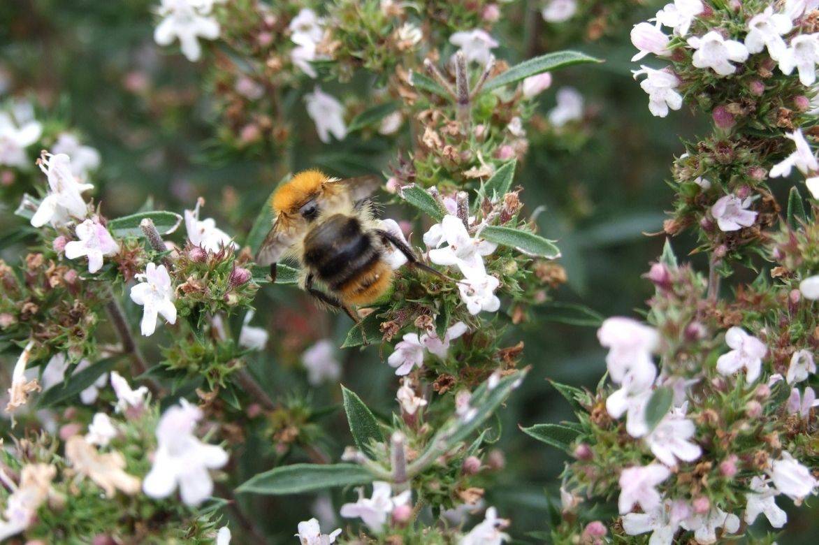 sarriette fleurs mellifères