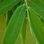 6 bambous à cultiver en pot